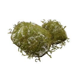 Moss